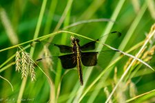 20150603-_D710615.jpg
