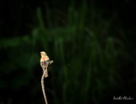 bird-swinging-1.jpg