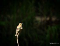 bird-swinging-2.jpg