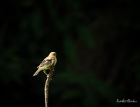 bird-swinging-3.jpg