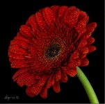 dh photoraphy #12- copie.jpg dh photoraphy #12- copie.jpg