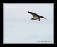 DSC_9613.jpg
