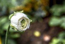 DSC_2908.jpg