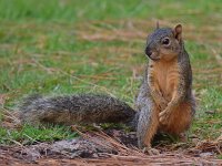 Squirrel.jpg