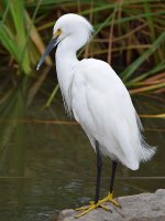 Egret2.jpg