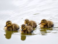 Ducklings.jpg