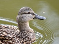 Duck3.jpg