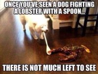 lobster.jpg