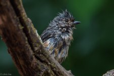 DSC_1842.jpg