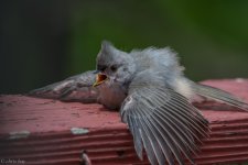 DSC_1886.jpg