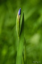 The beginning of a flower.jpg