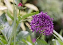 Allium.jpg