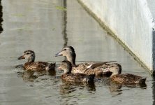 3rd June 2015 015.JPG