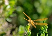 3rd June 2015 017.JPG