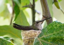 JBPhotoHBirdACA2014.jpg
