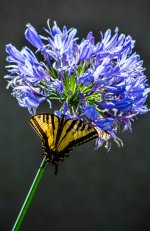 JBPhotoFlrGCA2014.jpg