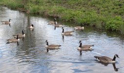 DSC_2984.jpg