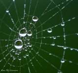 Spider's Universe-.jpg