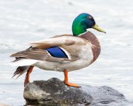 ColorfulMallard-1.jpg