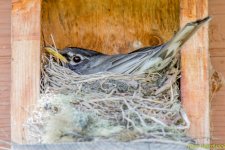 Robin on Nest.jpg