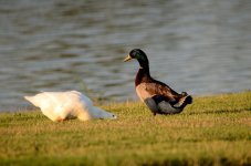 6th June 2015 028.JPG