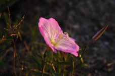 6th June 2015 039.JPG