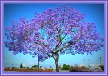 Purple Tree in San Jose.jpg