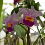 Orchids.jpg
