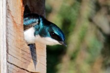 DSC_3180-bluebird-0023.jpg