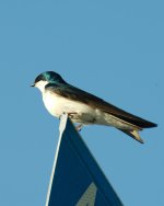 DSC_3210-bluebird-0016.jpg