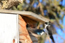 DSC_3196-bluebird-0017.jpg