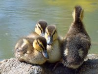Ducklings.jpg