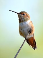 Hummer.jpg