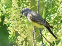 Kingbird3.jpg