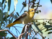 Oriole.jpg