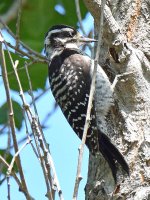 Woodpecker2.jpg