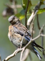 Bluebird3.jpg