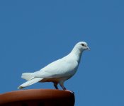 DSC_0152.jpg
