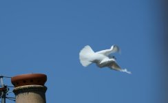 DSC_0161.jpg