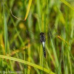 JBPhotoSmDrgFlyB2015.jpg