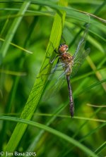 JBPhotoSmDrgFlyC2015.jpg
