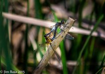 JBPhotoSmDrgFlyD2015.jpg