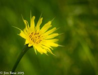 JBPhotoSmIsFlwb2015.jpg
