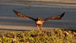 7th June 2015 011.JPG