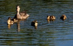 7th June 2015 055.JPG