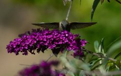 7th June 2015 161.JPG