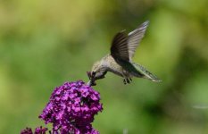 7th June 2015 175.JPG