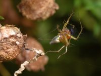Spider6.jpg