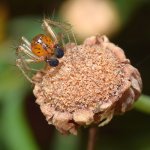 Spider5.jpg