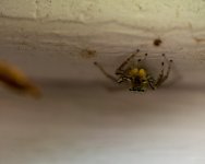 Jumper1.jpg